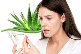 Utk vitamin rambut bercabang/mengatur rambut kasar, rambut langsung haluss. Efficacy Of Aloe Vera Plant Is Very Effective For Maintenance And Cost Effective Steemit