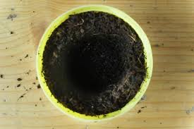 Use 10 seeds for easy percent calculation if you are testing germination rates. Transferring Paper Towel Sprouted Seeds To Soil Daisy Dawes