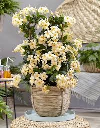 Image result for dipladenie žlutá obrázek