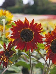 Red, pink or even yellow roses, paired among gorgeous sunflowers give an extra touch of. 13 Unexpected Sunflower Colors Hgtv