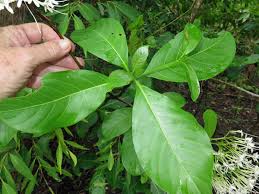 Image result for Pavetta sp. I