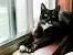 Black And White American Shorthair Kitten