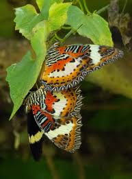 Image result for Euploca katangensis