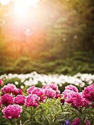 Allied works architecture was founded in 1994 by brad cloepfil and has grown to 50 employees with offices in new york city and. Peonies At Nichols Arboretum In Ann Arbor Hour Detroit Magazine