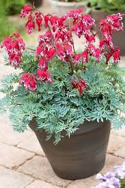 Fringed Burning Hearts Dicentra 6 12 Tall Blooms May Sept Mid Spring First Frost Z 3 9 Perennial Partial Shade Bleeding Heart Flower Pots Perennials
