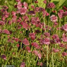 Image result for Astrantia major `Roma`
