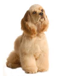Get yours via lancaster puppies. American Cocker Spaniel Puppies Breed Information Puppies For Sale