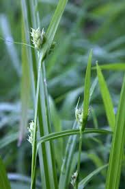 Image result for Scleria gracillima