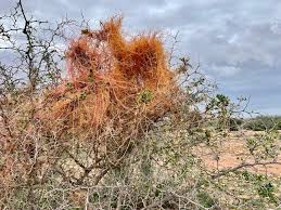 Image result for Cuscuta planiflora