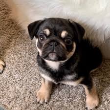 Screening breeders is necessary in this day and age where anyone can become an internet superstar with the right advertising. Beautiful Pug Puppies For Sale Near Me Buy A Baby Pug