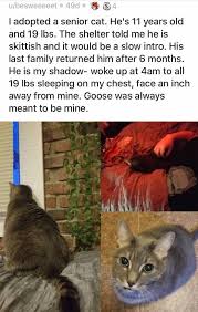 Your new companion may be just a click away! Proof That Cats And Dogs Are Never Too Old To Be Adopted