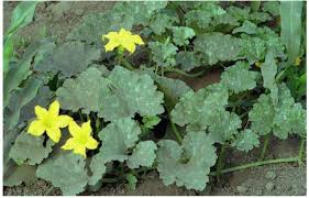 Image result for Pycnostachys orthodonta