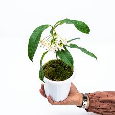 Image result for hoya multiflora