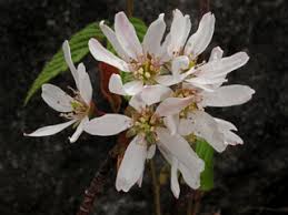 Image result for Amelanchier laevis
