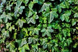 草花 観葉植物の病害虫 ページ 2 害虫駆除と対策 なんでも大百科