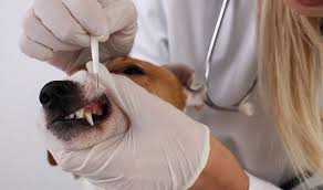 Check back frequently as new jobs are posted every day. We Have An Experienced Team Of British Qualified Vets And Nurses Signifying A Very High Level Of Expertise British Veterinary Hospital
