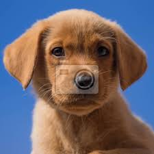 This dogs mother is out off american world uplands hunt champion (journey) the blasts red path. Junge Fox Red Labrador Welpen Fototapete Fototapeten Fox Beissen Labrador Myloview De