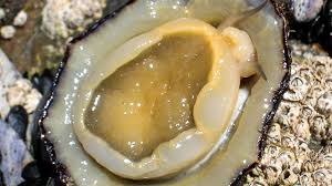 Silk filaments are extruded by the larvae of moths and are used to spin their cocoons. Spider Silk Dethroned As Nature S Toughest Fiber Science Aaas