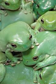 A Cluster Of White S Tree Frogs Frog Cute Frogs Frog And Toad