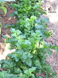 Image result for Apium graveolens