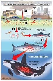 Bioaccumulation Archives Cimi School Ap Environmental Science Biology Lessons Teaching Biology