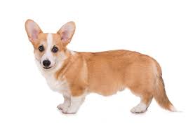 Maybe you would like to learn more about one of these? 37 Corgi Mixed Breeds Updated For 2021 Canine Hq