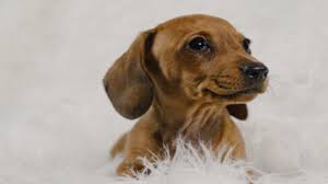 Mountain region of new york. Mini Dachshund For Sale In Rochester Ny Buy Mini Dachshund Puppies