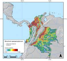 Image result for Struchium