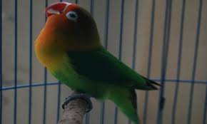 Rahasia Cara Perawatan Agar Membuat Lovebird Ngekek Panjang Burung Gambar Kartun Kartun