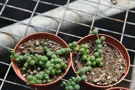 This plant has lost most of its … Succulent Varieties Stress Less Plants