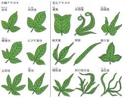朝顔 Morning Glory のアイデア 100 件 アサガオ 花 絵 あさがお