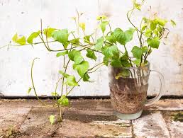 Susskartoffeln Anbauen Tipps Zum Pflanzen Im Garten In 2020 Susskartoffeln Anbauen Susskartoffel Pflanze Pflanzen