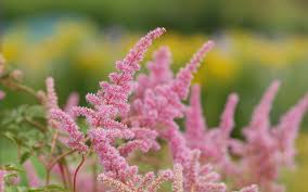The tall, feathery, clear pink blooms rise above the mound of lush green foliage, adding a light, airy quality. Astilbe Arendsii Hybride Cattleya Prachtspiere