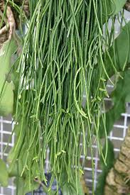 Image result for Rhipsalis baccifera