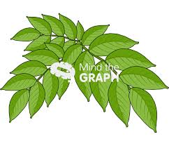 Image result for Clausena anisata