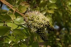 Image result for Brachystegia spiciformis