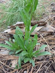 Image result for Eriosema affine