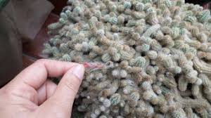 Growth time is approximately 9 hours. Harvesting Cactus Seeds Chamaecereus Silvestrii The Peanut Cactus Youtube