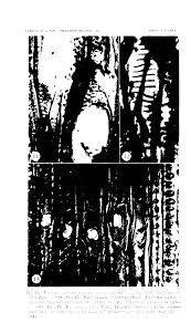 Image result for Paropsia brazzeana