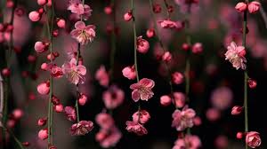 How to setup a wallpaper android. Nature Spring Blossoms Pink Sakura Decorative Cherry Blossoms And Their Flowers 4k Hd Desktop Wallpaper For 4k Ultra Hd Tv 2560x1600 Wallpapers13 Com