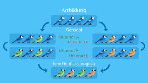 Genfluss — bezeichnet in der evolutionsbiologie den austausch genetischen materials zwischen zwei populationen einer art. Artbildung Allopatrische Und Sympatrische Artbildung Mit Video