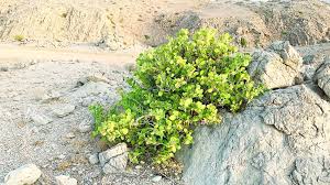 Image result for Capparis cartilaginea