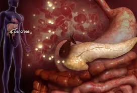Image result for pancreas)