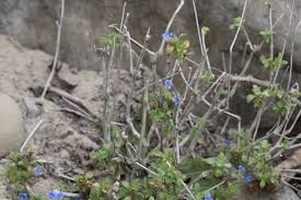 Image result for Cyperus tenuispica