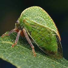treehopper family membracinae insects leafhopper flying lantern