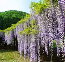 Color this article is about the color. Mixed Color Wisteria Tree Seeds 10pcs Pack Greenseedgarden
