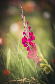 Spread the corms out in a dry, warm location indoors. Gladiolus Flowers Featured Content Lovingly