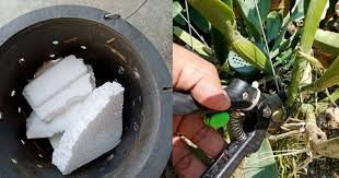 Orkid dendrobium dan cara penjagaan. Pakar Orkid Ini Tunjuk Cara Biak Orkid Guna Medium Polystyrene Impiana