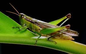 To say what's going on, che si dice? and that's how you say what's up? in italian. How To Say Grasshopper In Italian What Is The Meaning Of Cavalletta Ouino