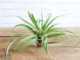 Image result for Trichilia capitata